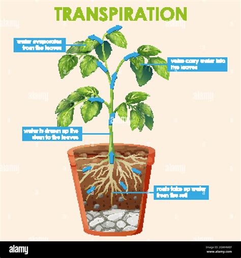 Transpiration diagram hi-res stock photography and images - Alamy