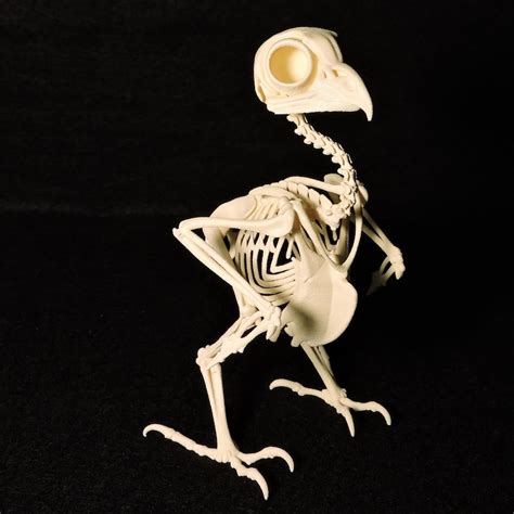 Life-size 3D Printed Elf Owl Skeleton - Etsy