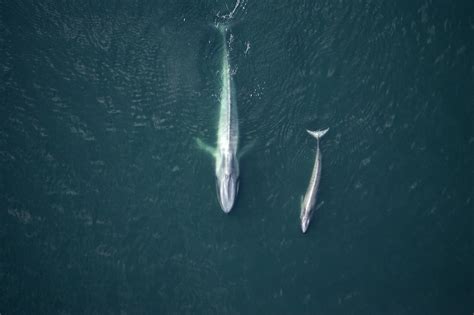 Ballena Azul