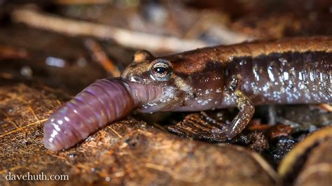 Allegheny Mountain Dusky Salamander (Desmognathus ochropha… | Flickr