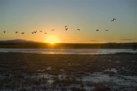 Sandhill cranes fly over the Bosque del Apache National Wildlife Refuge ...