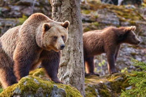 The Effects of Climate Change on the Cantabrian Brown Bear - My Animals