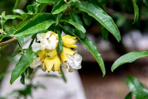 Pomegranate Tree Flowers in the Park. Yellow Pomegranate Flower with Leaves Stock Photo - Image ...