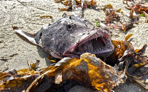 Pacific Football Fish - galeria zdjęć