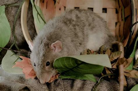 Velveteen or Poor Rex Rat | Cute rats, Rats, Pet rats