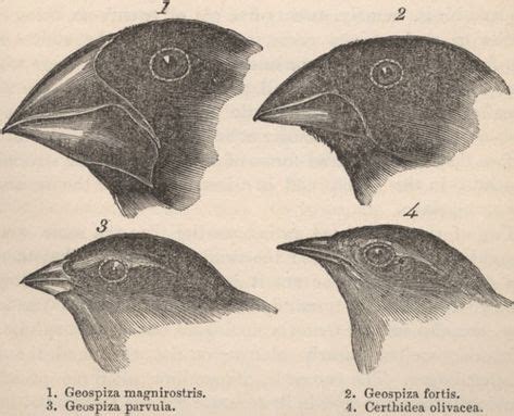 Darwin’s first sketches regarding natural selection. | Art inspiration | Charles darwin, Theory ...