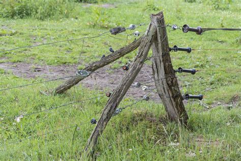 How to Build an Electric Fence for Bears BeeKeepClub