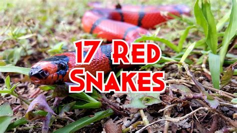 29 Vivid Red Snakes in The World (with Pictures)