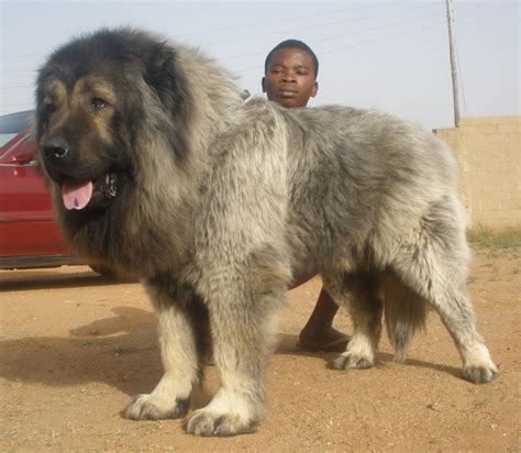 caucasian shepherd dog: Caucasian shepherd russian dog breeds large