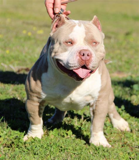 American Bully - Temperamento, características, comportamiento, origen