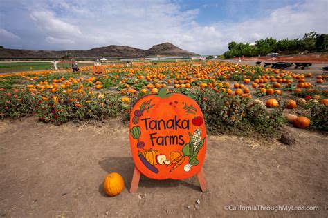 Tanaka Farms & Pumpkin Patch in Irvine | LaptrinhX / News