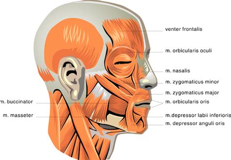 anatomy face muscles - /medical/anatomy/muscle/anatomy_face_muscles.png.html