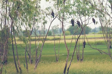 Premium Photo | Hawk habitat in nakhonnayok, thailand