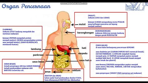 sistem pencernaan manusia - YouTube