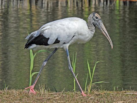 15 Birds With Long Legs (With Pictures) - Animal Hype