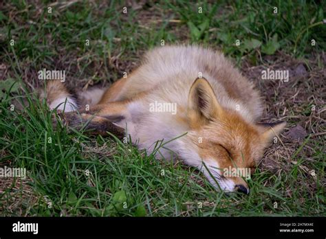 Young Hokkaido Fox cub sleeping on the ground Stock Photo - Alamy