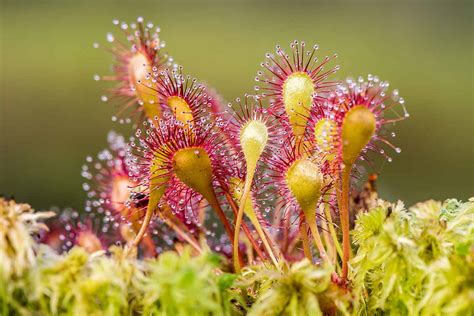 Sundew Plant - Guardianmedia