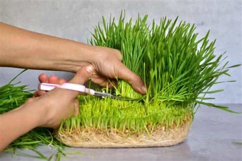 How to make Wheatgrass Shots and Juice - Alphafoodie