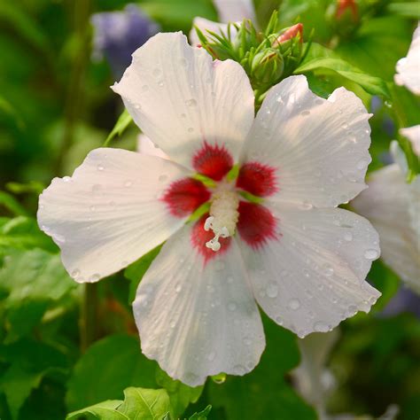 Hibiscus syriacus 'Mathilde'