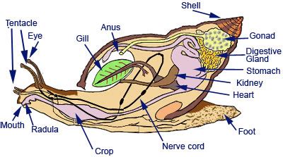 Molluscs on emaze