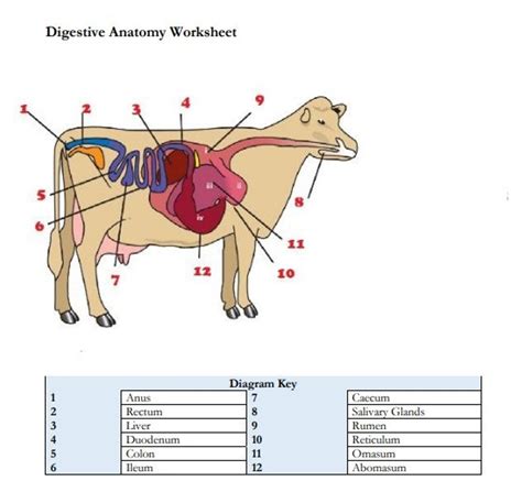 PRINTABLE Cattle Digestive Anatomy Worksheet and Practice Pages Included - Etsy