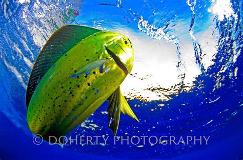 Mahi Mahi Palm Beach - Doherty Photography