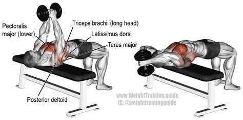 Dumbbell pullover. An isolation and push exercise. Target muscle ...