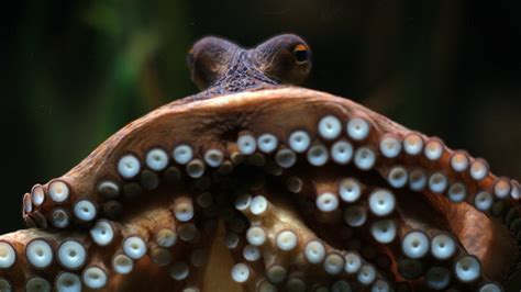 Cephalopod week 2017: unparallelled mimicry abilities, distributed ...