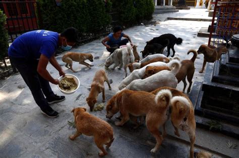 Stray dogs have right to food, feed them without causing nuisance ...