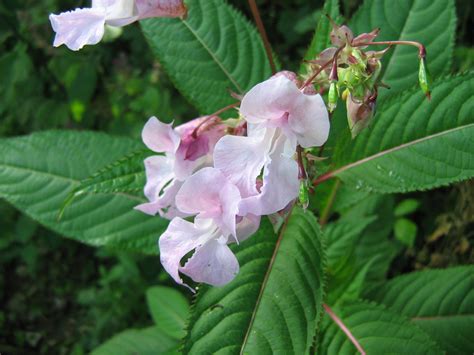 Himalayan Balsam - People and Nature