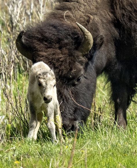 Reported Birth Of Rare White Buffalo Calf In Yellowstone Park Fulfills ...