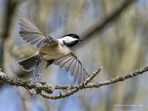 Small Birds Taking Flight - Small Sensor Photography by Thomas Stirr