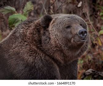 Kodiak Brown Bear On Kodiak Island Stock Photo 1664891170 | Shutterstock