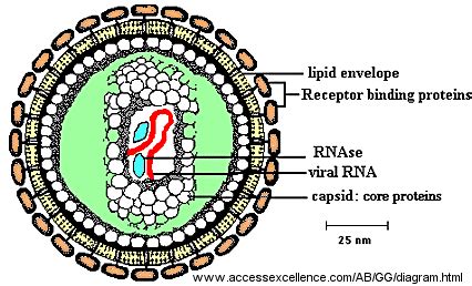 Retrovirus