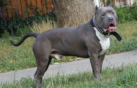 Xl bully pups abkc registered | in Enfield, London | Gumtree