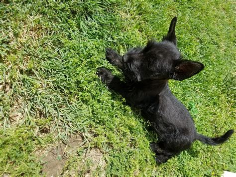 Scottish Terrier Puppies For Sale | Riverside, CA #275496