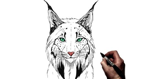 How To Draw A Lynx | Step By Step - YouTube