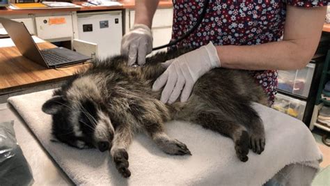 Raccoon Returns to WildCare After 13 Years | WildCare