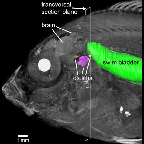 The tip of the saccule in E. maculatus is firmly attached to the bone... | Download Scientific ...