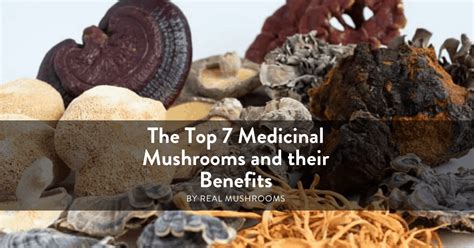 7 Medicinal Mushrooms and Their Health Benefits Real Mushrooms