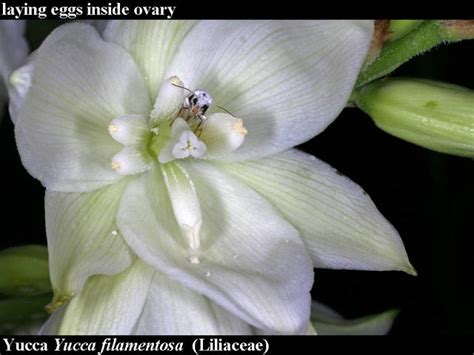 Flowers and Fruits 4: Pollination