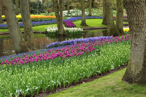 Keukenhof Flower Garden Free Stock Photo - Public Domain Pictures