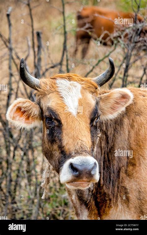 Bos taurus hi-res stock photography and images - Alamy