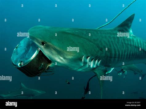 tiger shark attack Stock Photo - Alamy