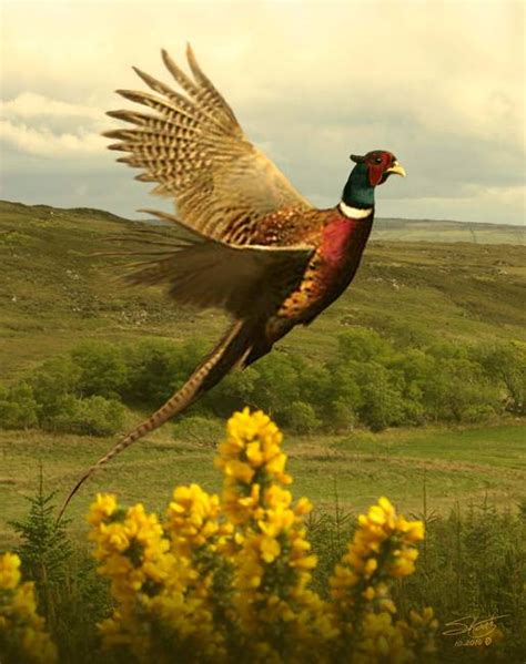 Stunning "Pheasant" Artwork For Sale on Fine Art Prints