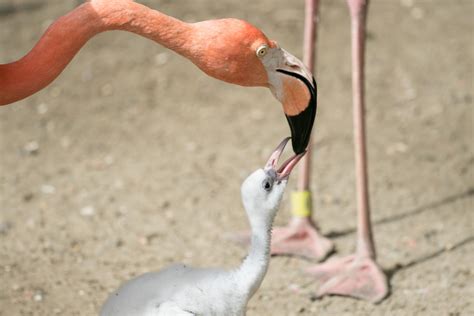 Audubon Zoo Hatches Flamingo Chick For Second Year In A Row