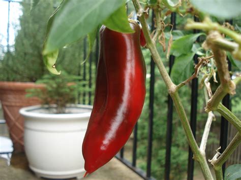 Bumble Lush Garden: Almost Indoor Pepper Garden