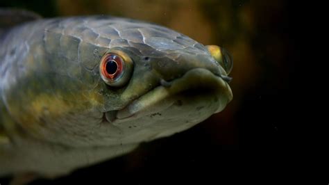 Invasive Snakehead Fish That Breathes Air Found In Georgia | Mental Floss