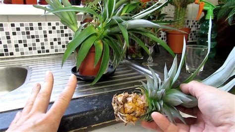 Pineapple Plant Propagation - Propagating the Pineapple top from my Pineapple Plant - YouTube