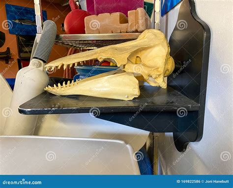 A Skull from a Beluga Whale on Display for Visitors To See Near the ...